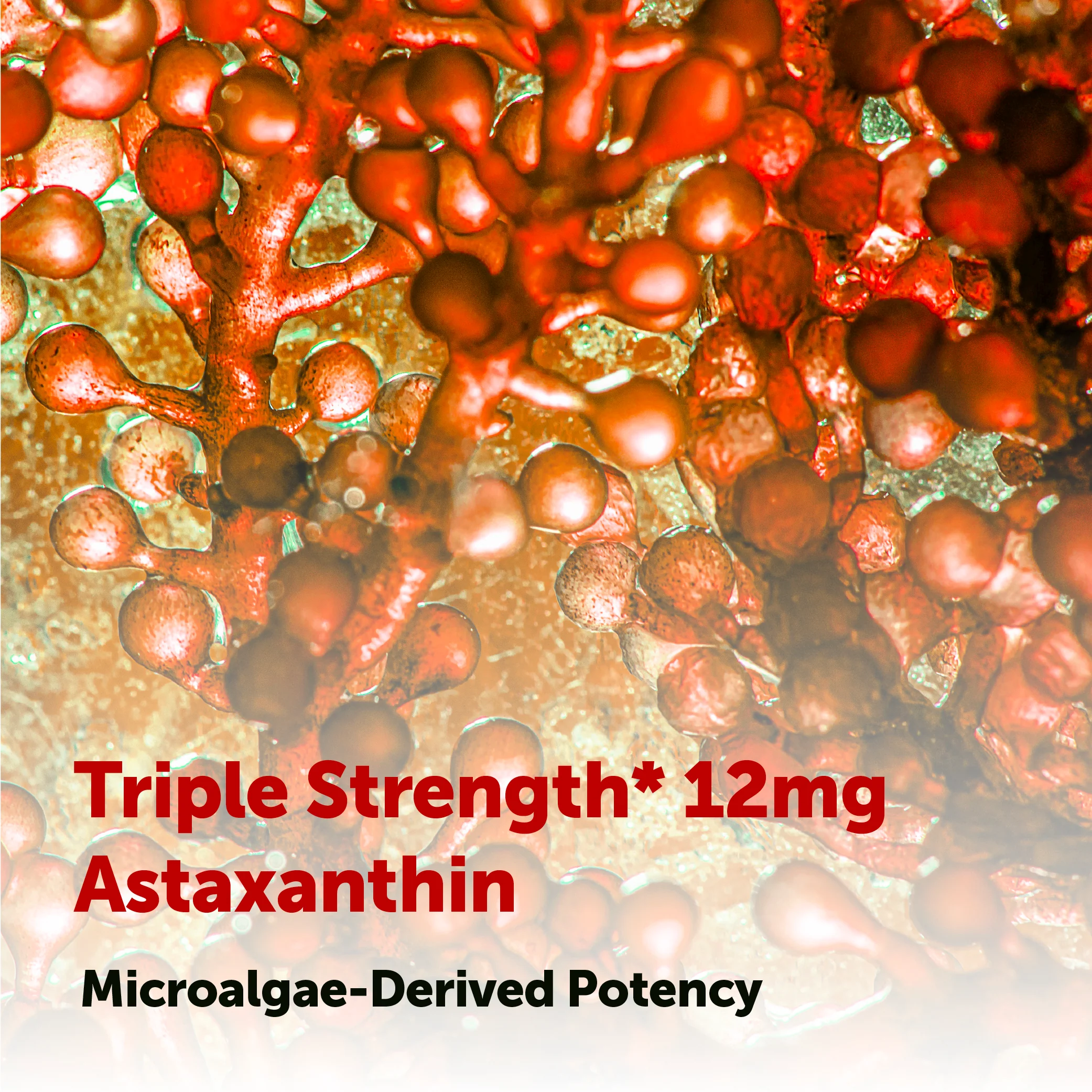 Micro Ingredients Astaxanthin 12mg, 120 softgels, tanning pills, Strength Carotenoids Skin Supplement w. 100% Natural Astaxanthin from MicroAlgae - Image 6