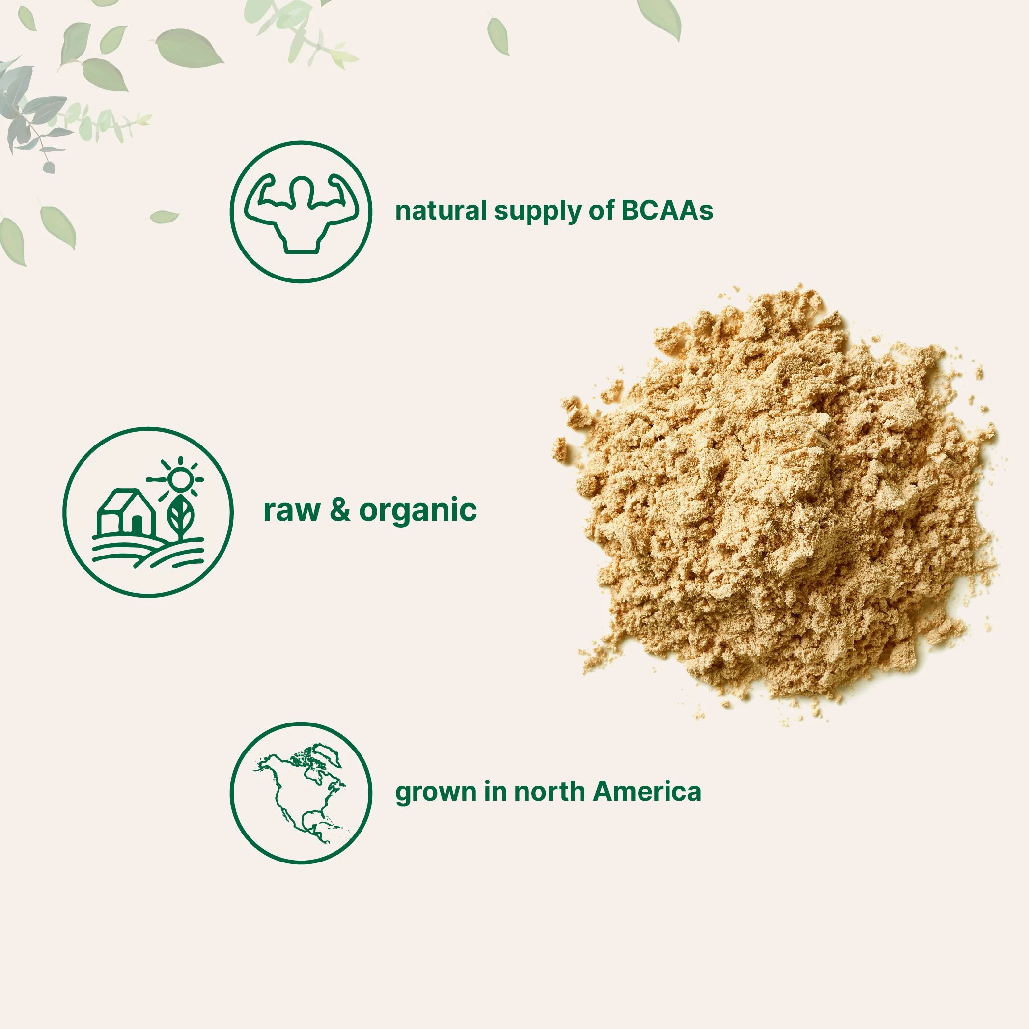 Micro Ingredients Organic Pea Protein Powder 2.2 Pound - Image 4